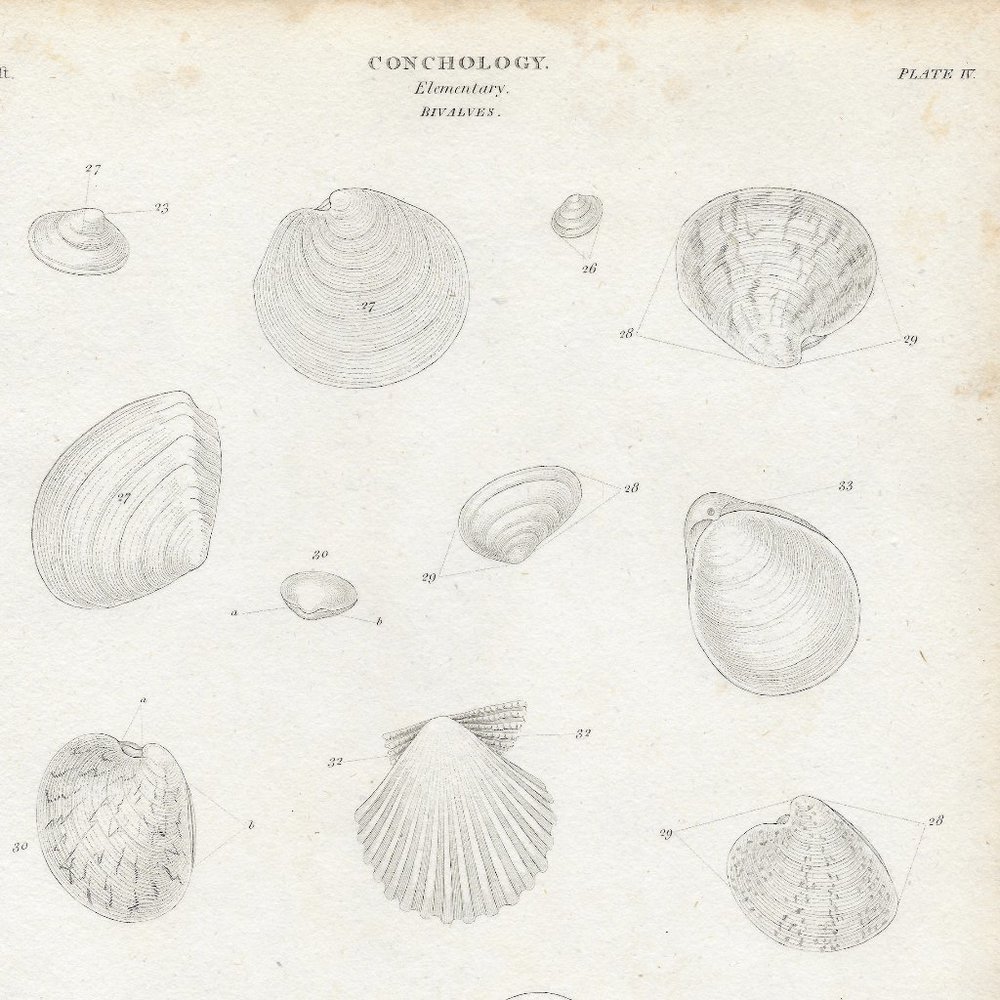 Antique Print. Conchology Plate IV Elementary